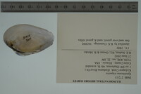 Epioblasma triquetra image
