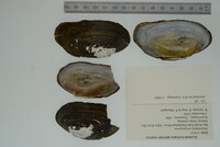Alasmidonta atropurpurea image