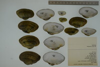 Epioblasma triquetra image