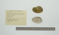 Anodontites schomburgiana image