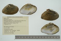 Epioblasma triquetra image