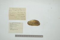 Popenaias popeii image