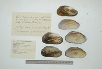 Popenaias popeii image