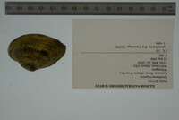Epioblasma triquetra image
