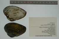 Epioblasma triquetra image