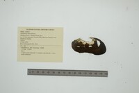 Aspatharia subreniformis image