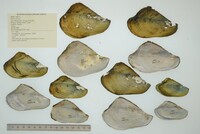 Mutela hargeri image