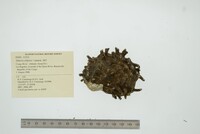 Etheria elliptica image