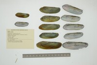 Mutela rostrata image