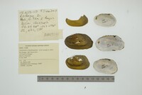 Anodontites schomburgiana image