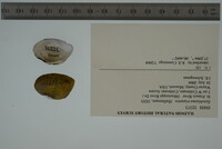 Epioblasma triquetra image