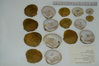 Dromus dromas image