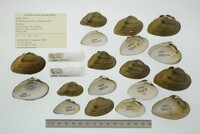 Epioblasma triquetra image