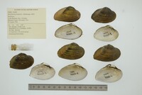 Epioblasma triquetra image