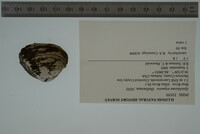 Epioblasma triquetra image