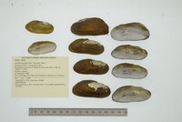 Aspatharia pfeifferiana image