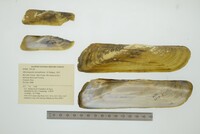 Mycetopoda soleniformis image