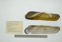 Mycetopoda soleniformis image