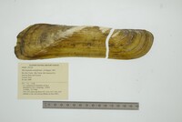 Mycetopoda soleniformis image