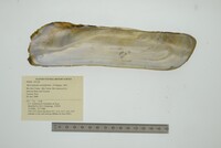 Mycetopoda soleniformis image