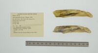 Mycetopodella falcata image