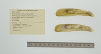 Mycetopodella falcata image