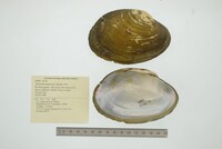 Tamsiella amazonica image