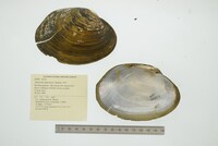 Tamsiella amazonica image