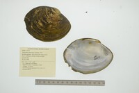 Tamsiella amazonica image