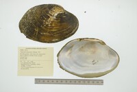 Tamsiella amazonica image