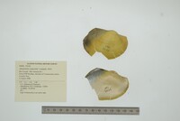 Anodontites trapesialis image