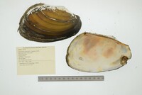 Anodontites trapesialis image