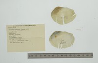 Anodontites trapesialis image