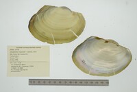 Anodontites trapesialis image
