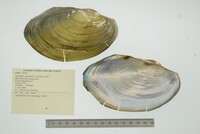 Anodontites trapesialis image