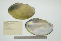 Anodontites trapesialis image