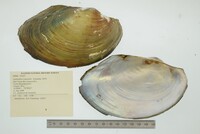 Anodontites trapesialis image