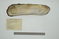 Mycetopoda soleniformis image