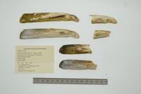 Mycetopodella falcata image