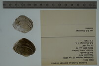 Epioblasma rangiana image