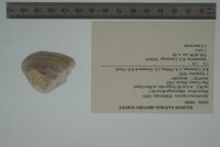 Epioblasma triquetra image