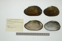 Anodontites patagonica image