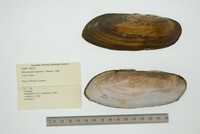 Media resource of Mycetopoda legumen