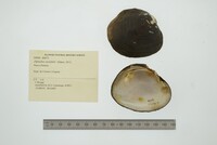 Diplodon variabilis image
