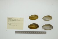 Anodontites lucida image