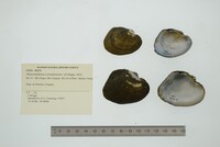 Monocondylaea corrientesensis image