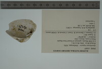 Epioblasma triquetra image