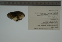 Epioblasma triquetra image