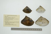 Prisodon syrmatophorus image