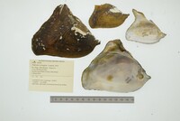 Triplodon corrugatus image